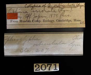 Media type: image;   Invertebrate Zoology OPH-619 Description: Labels for this specimen included in the specimen tray.;  Aspect: labels